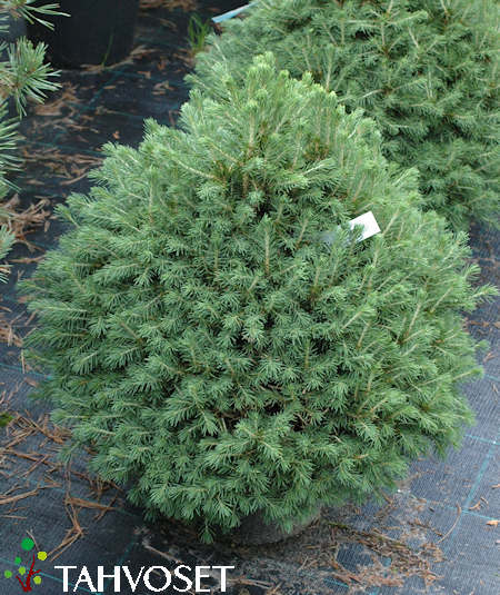 Picea abies 'Tompa', kpikuusi